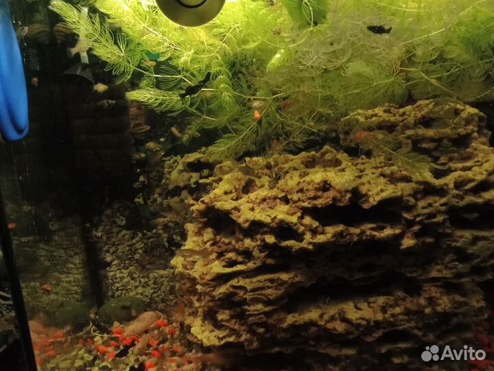 Аквариумные рыбки