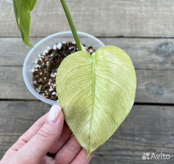 Монстера фулл минт