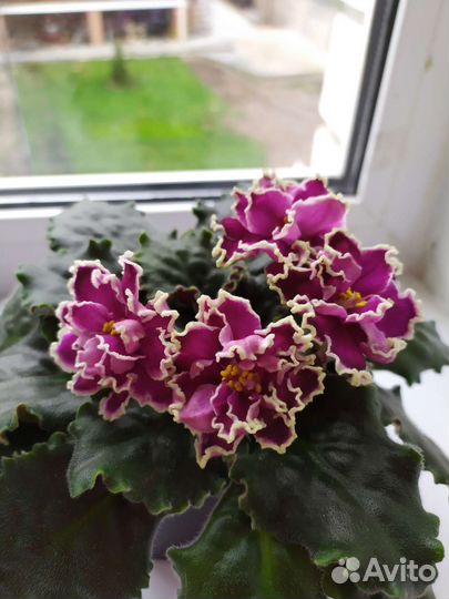 Фиалка Каменный цветок