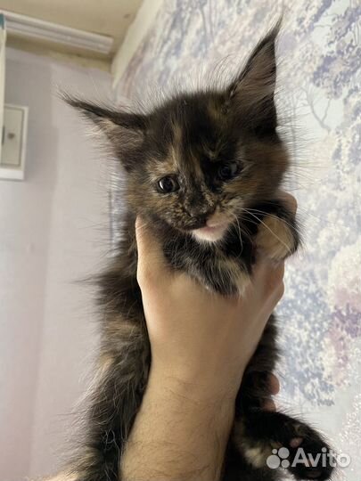 Котята мейн-кун