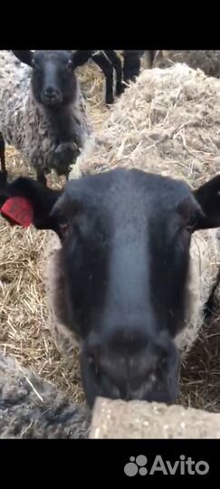 Ягнята, овцы, бараны романовские чистокровные