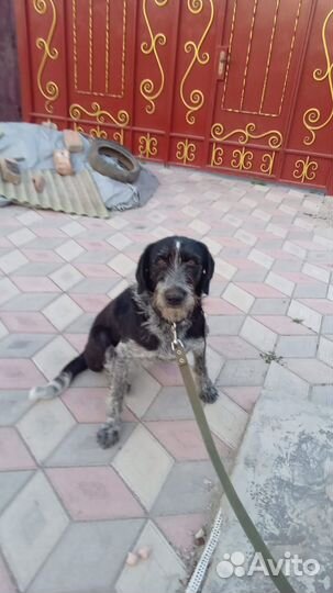 Метис Дратхаар