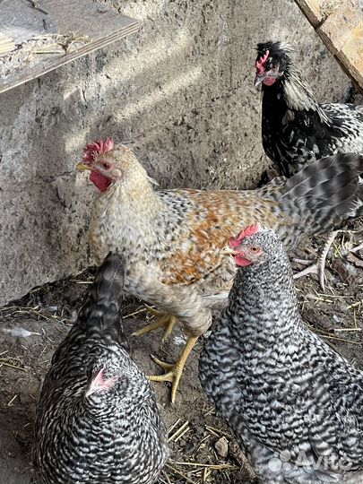 Куры молодки