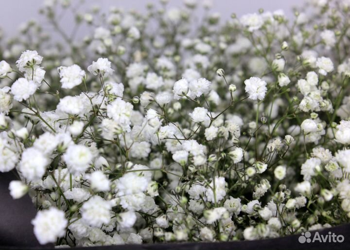 Гипсофила. Букет цветов