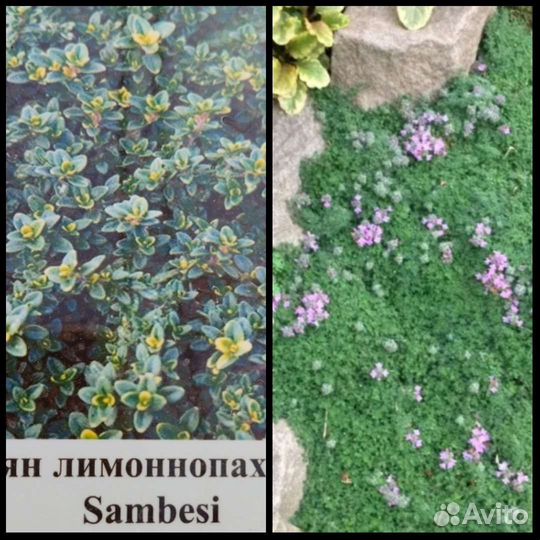 Тимьян ползучий