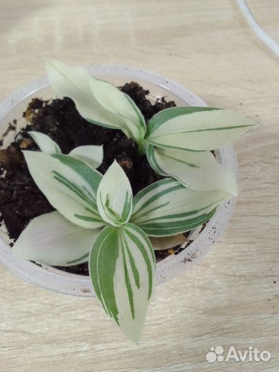 Традесканция нанук