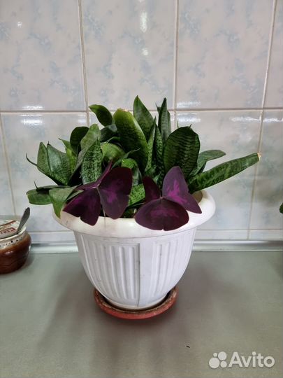 Комнатные цветы