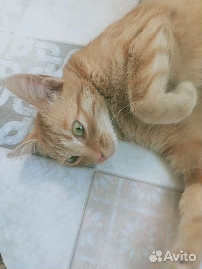 Кошка в дар