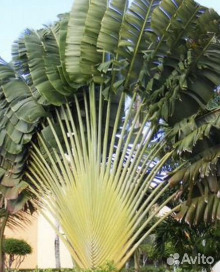 Равеналла мадагаскарская- дерево путешественников