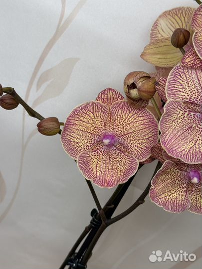 Орхидея фаленопсис