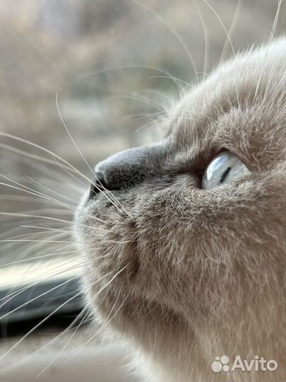 Случка кота