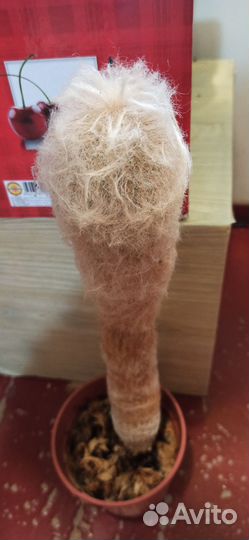 Кактус Эспостоа