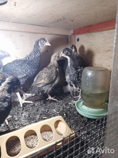 Цыплята разных возрастов