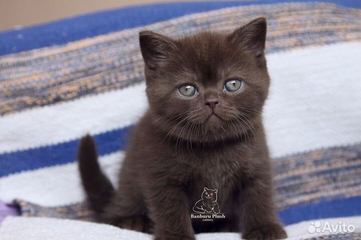 Шоколадные британцы