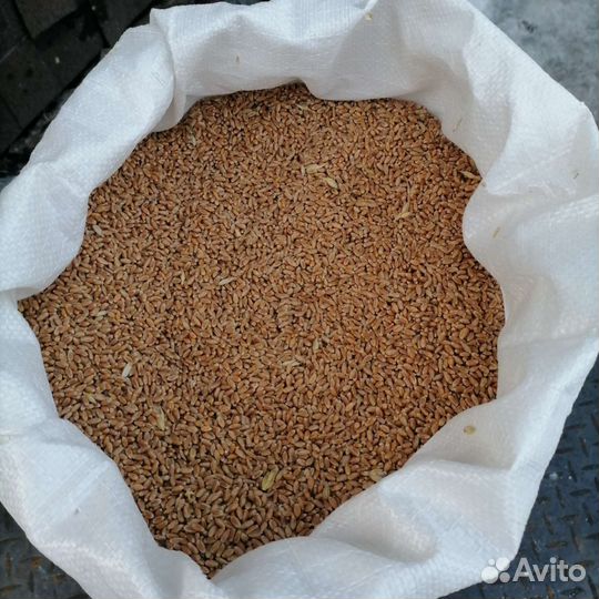 Зерно пшеница в розницу 15р. за кг