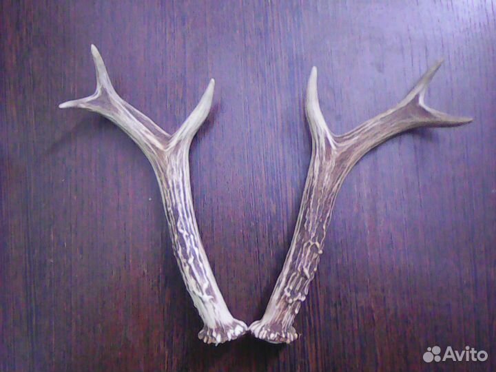 Рога косули