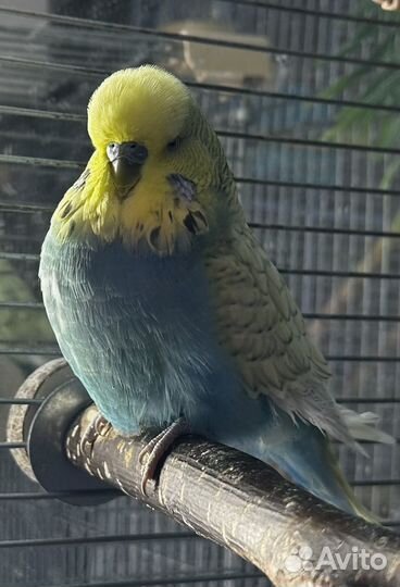 Выставочный волнистый попугай (ввп, чех), самец