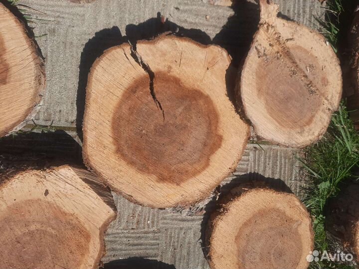 Спилы яблони