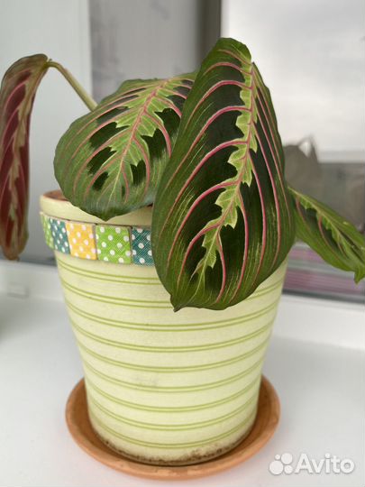 Маранта триколор