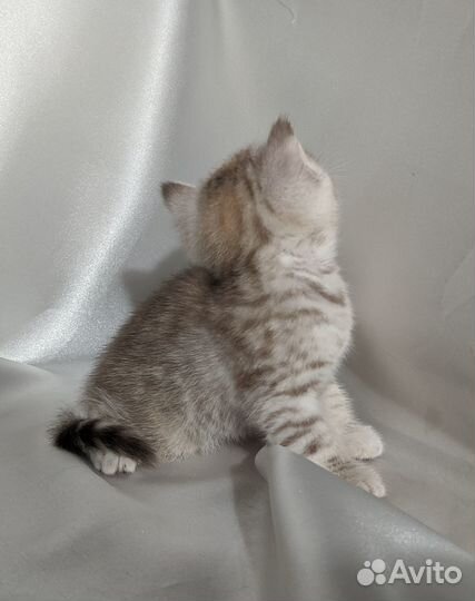 Британский котенок