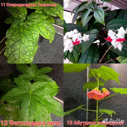 Редкие,необычные растения И съедобная микрозелень