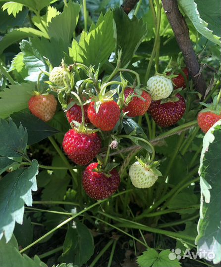 Клубника ремонтантная, саженцы