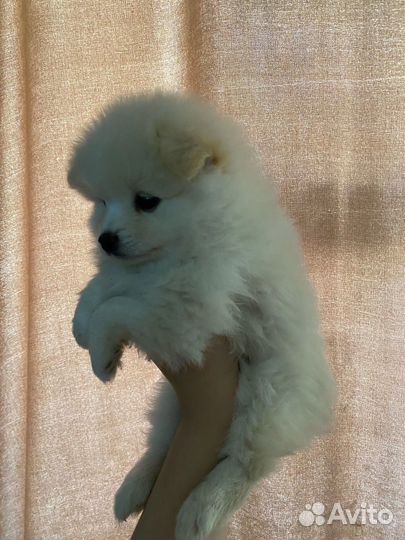 Белый померанский шпиц
