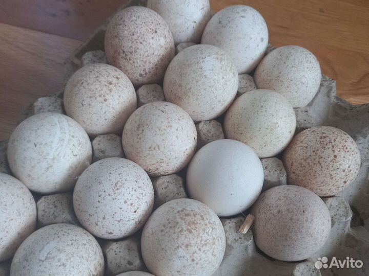 Инкубационное яйцо индейки,индюшата, индейки