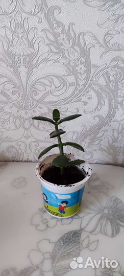 Замиокулькас (долларовое дерево) и денежное дерево