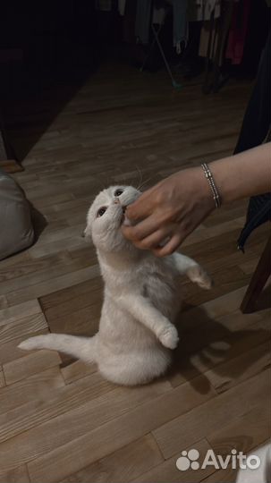 Отдам кошечку в добрые руки