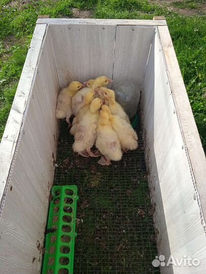 Гусята линда