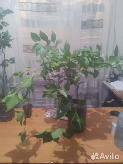 Суперперцы Каролина Рипер Carolina Reaper cross #3