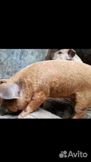 Поросята породы крупная белая+дюрок+мангалица