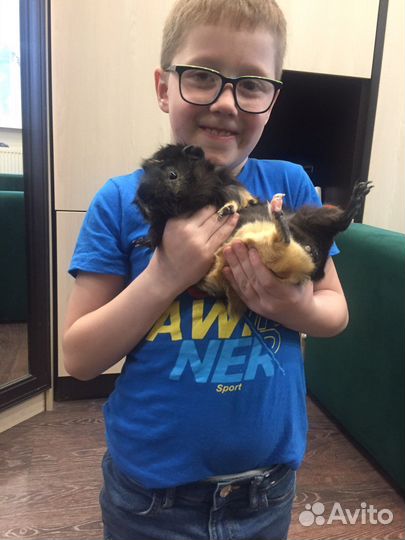 Морская свинка, самец 1 год