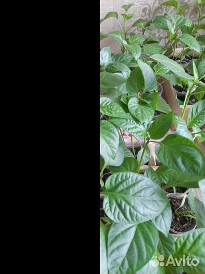 Рассада сладкого и горького перца