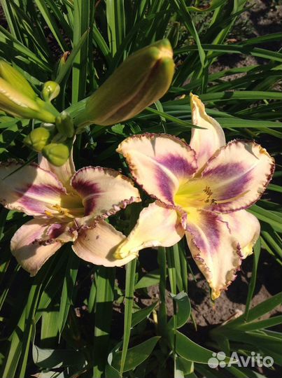 Лилейники сортовые