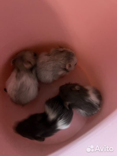 Сирийский хомяк малыши