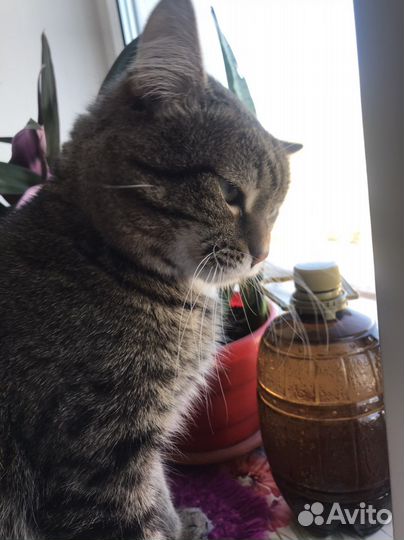 Сибирский кот