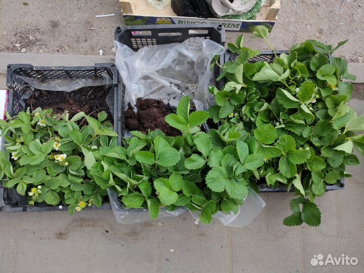 Ранняя, Ремонтантная