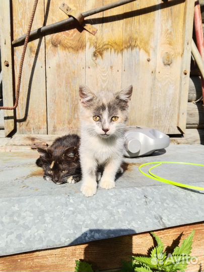 Котята в добрые руки даром бесплатно