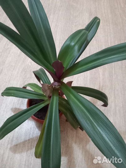 Традесканция рео