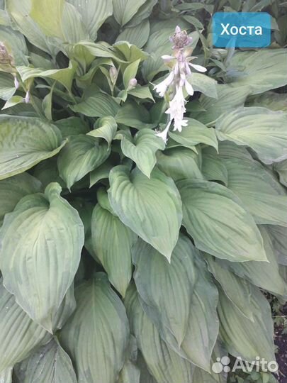 Хоста