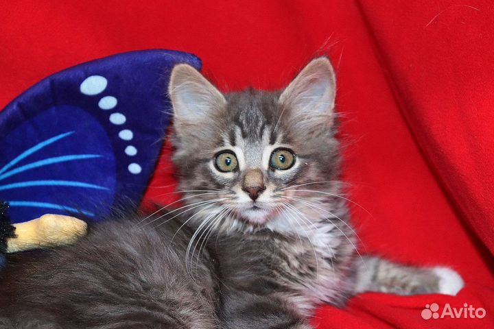 Серый Мальчик 3 мес