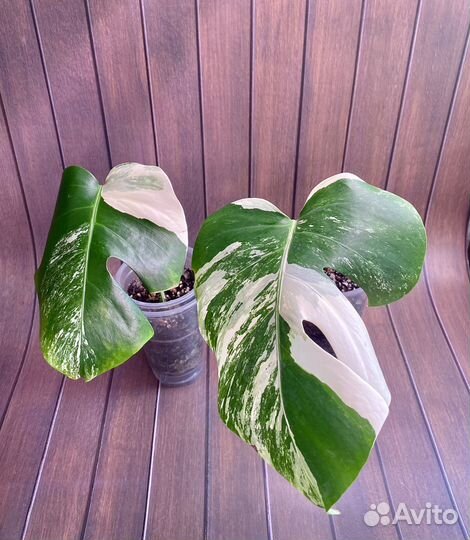 Монстера Альба