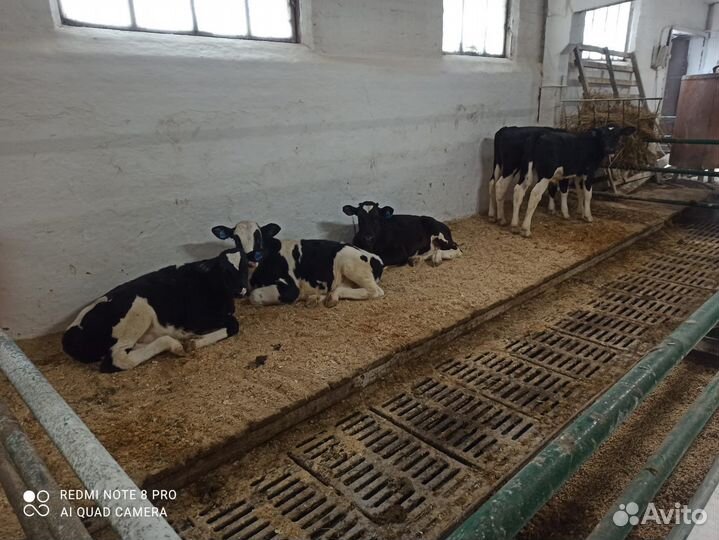 Телята бычки