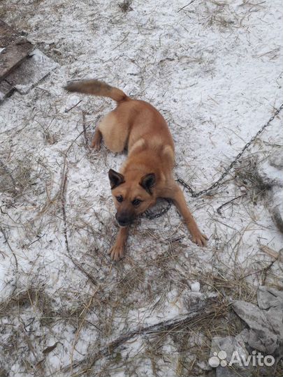 Помесь Карело–финской лайки