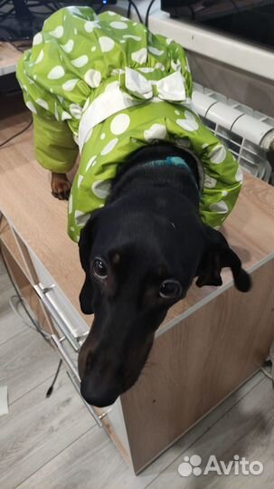 Комбинезон на собаку, одежда