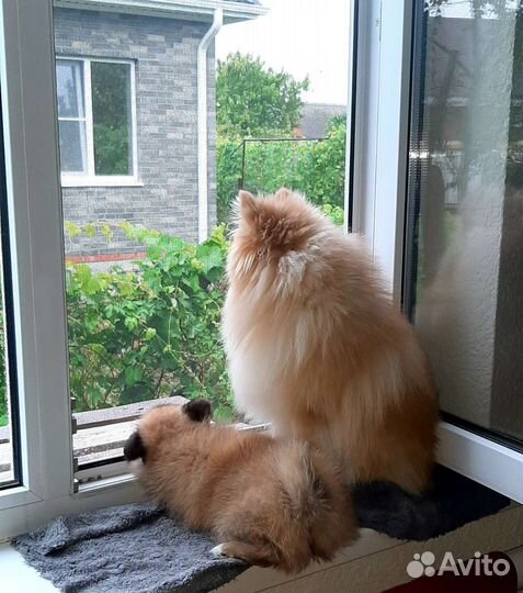 Щенок шпица девочка