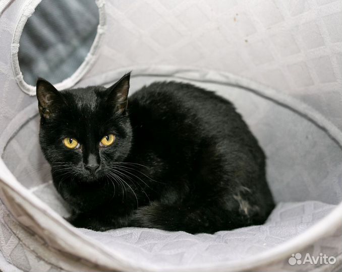 Котенок в добрые руки