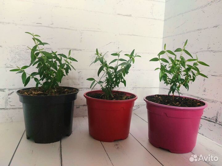 Мирт молодые черенки